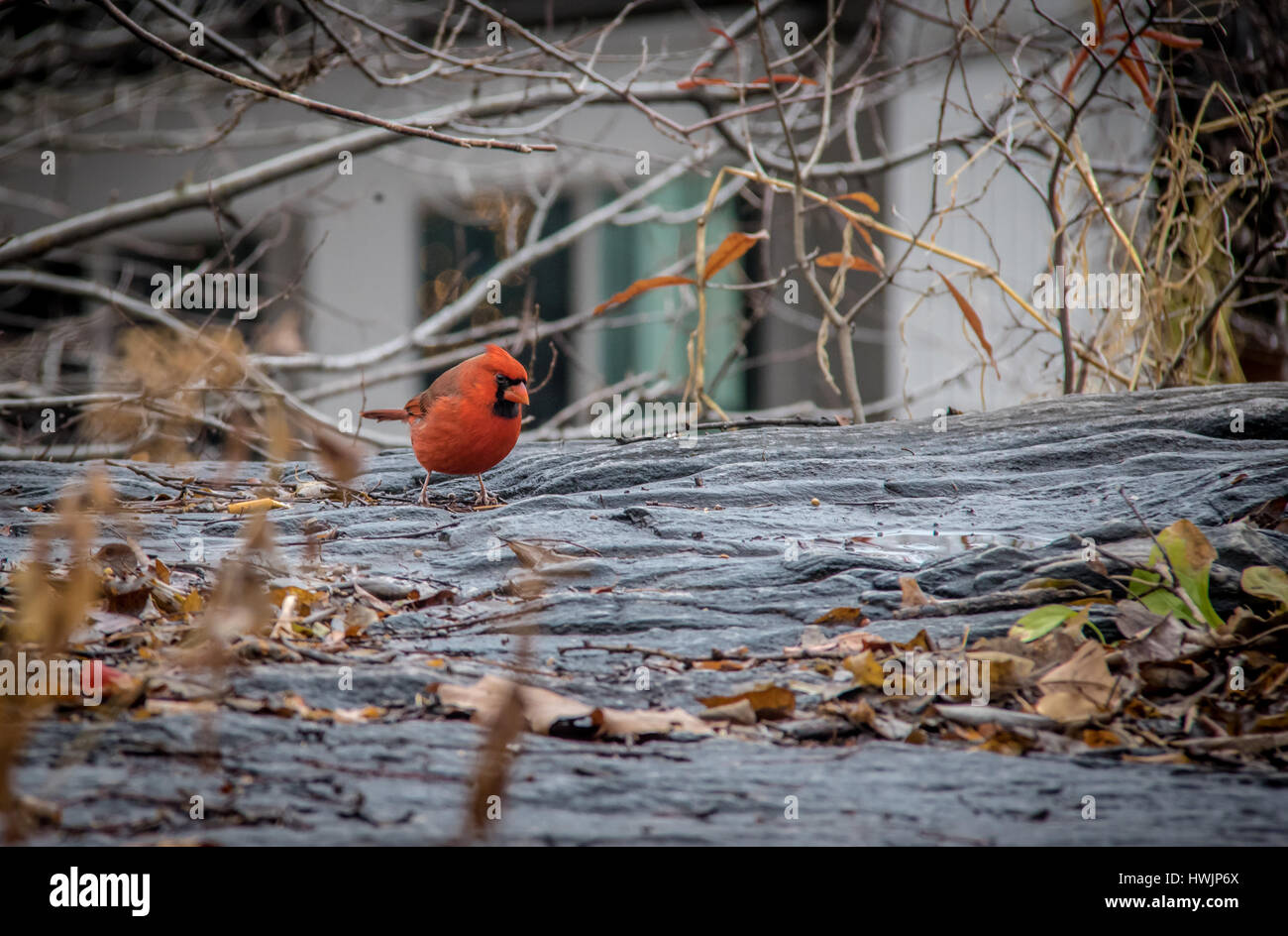 Le Cardinal rouge mâle oiseau sur Central Park - New York, USA Banque D'Images