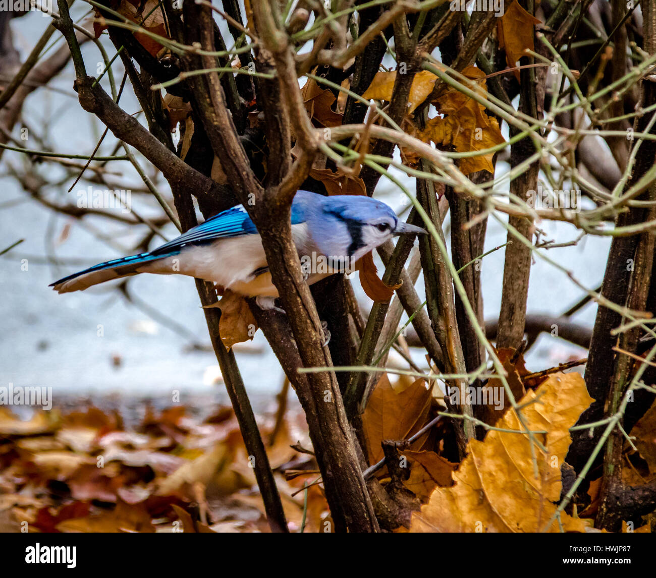 Oiseau Geai bleu à Central Park - New York, USA Banque D'Images
