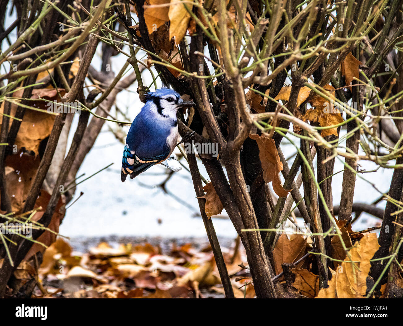 Oiseau Geai bleu à Central Park - New York, USA Banque D'Images