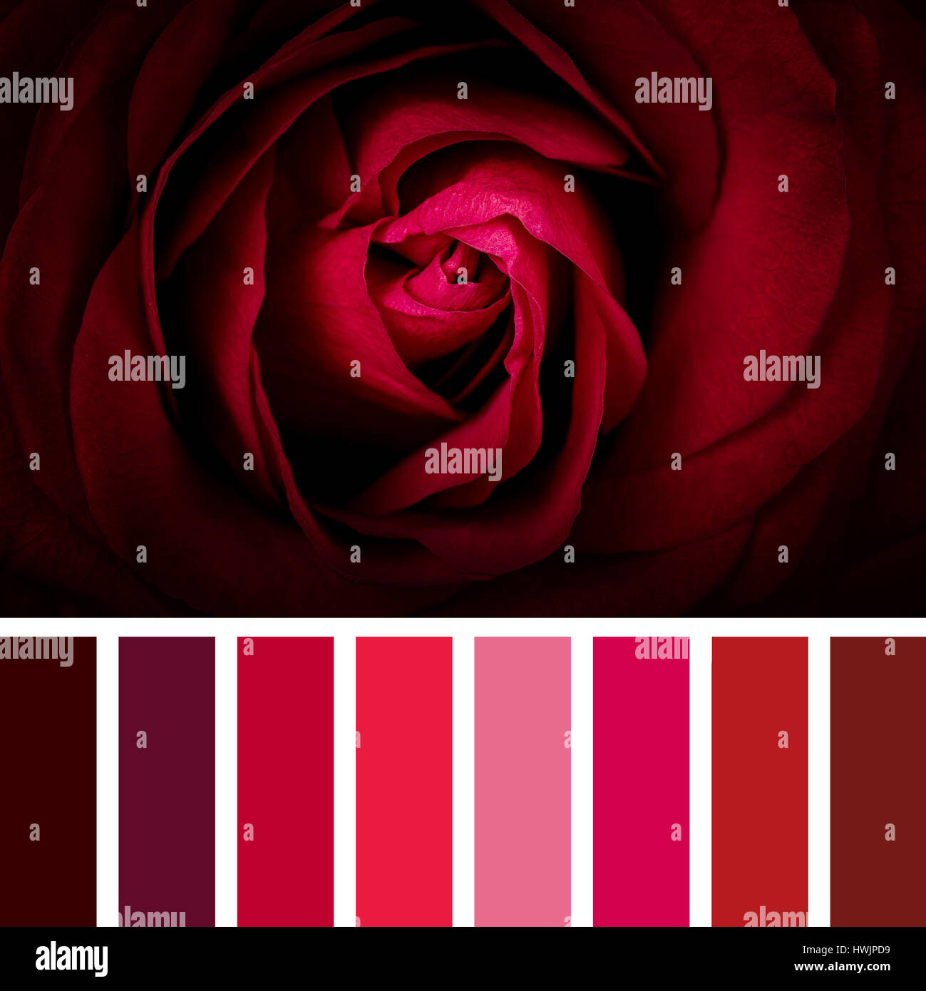 Détail d'un beau rose écarlate, dans une palette de couleurs avec des  échantillons de couleur Photo Stock - Alamy