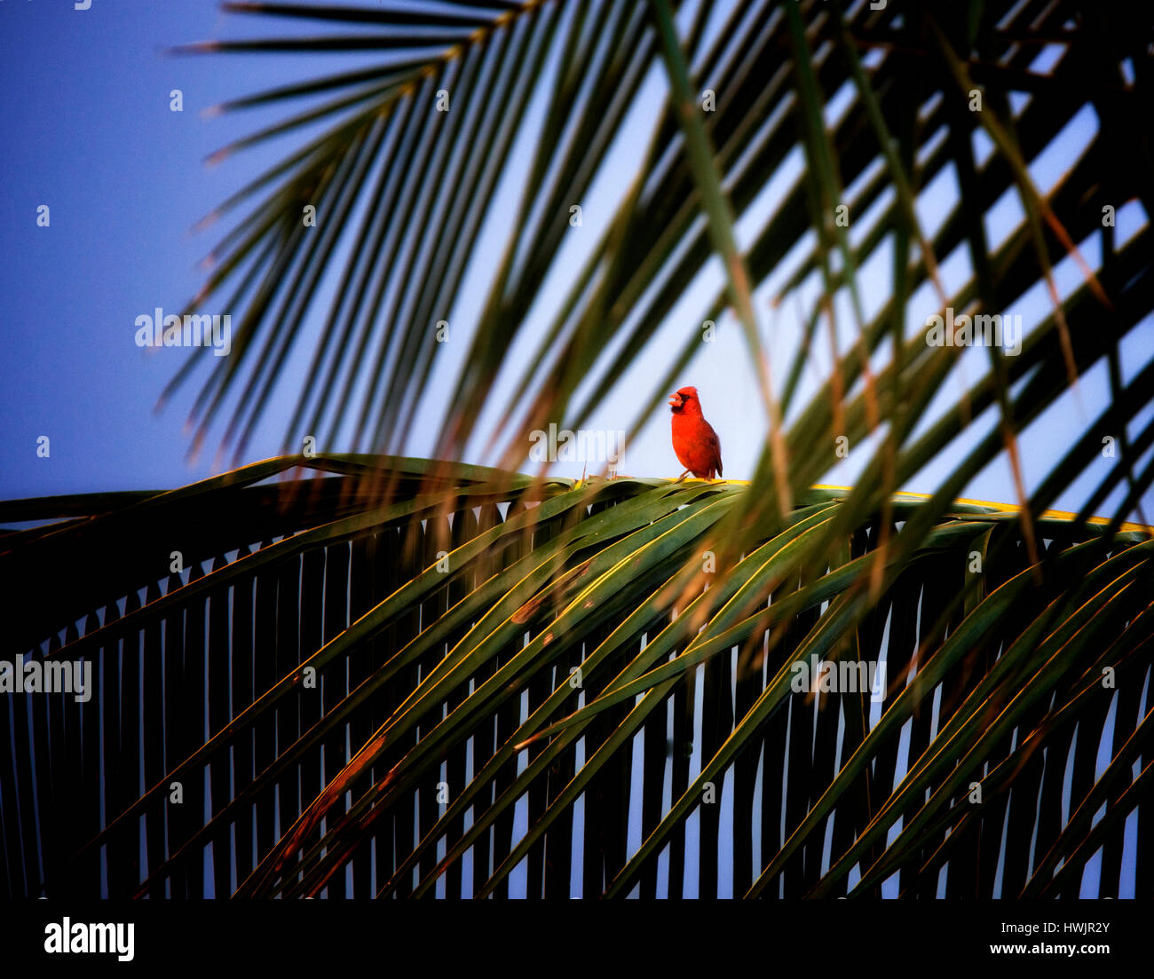 Cardinal rouge en palmier. Kauai, Hawaii. Banque D'Images