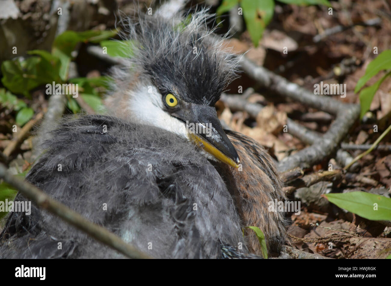 Grand Heron Bleu Bebe Oiseau Qui Est Tombe De Son Nid Photo Stock Alamy