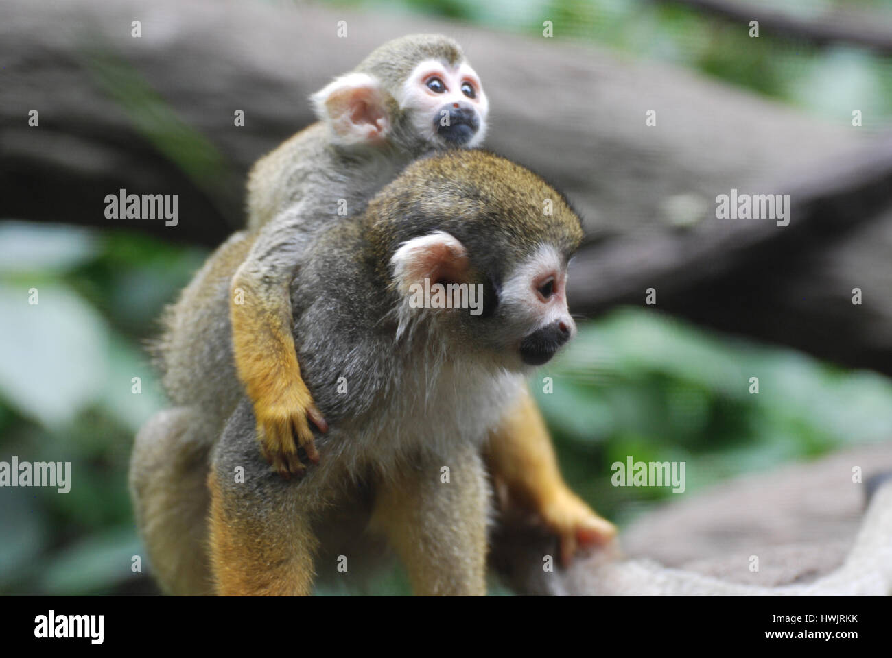 Bebe Singe Ecureuil Banque D Image Et Photos Alamy Bebe Singe Ecureuil Banque D Image Et Photos Alamy