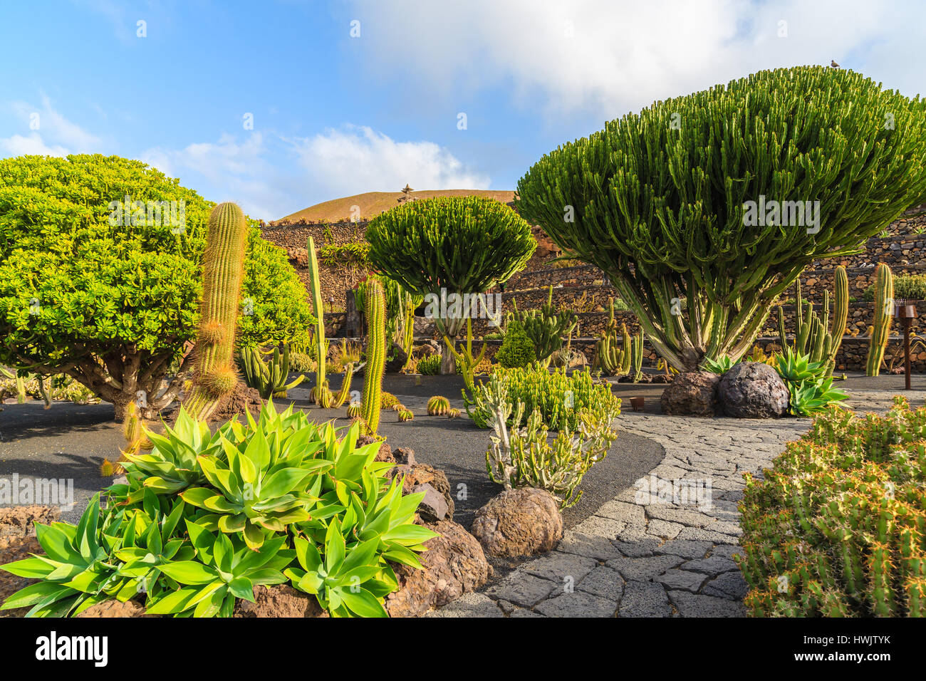Chemin dans les jardins de cactus tropical Guatiza sur l'île de Lanzarote, Espagne Banque D'Images