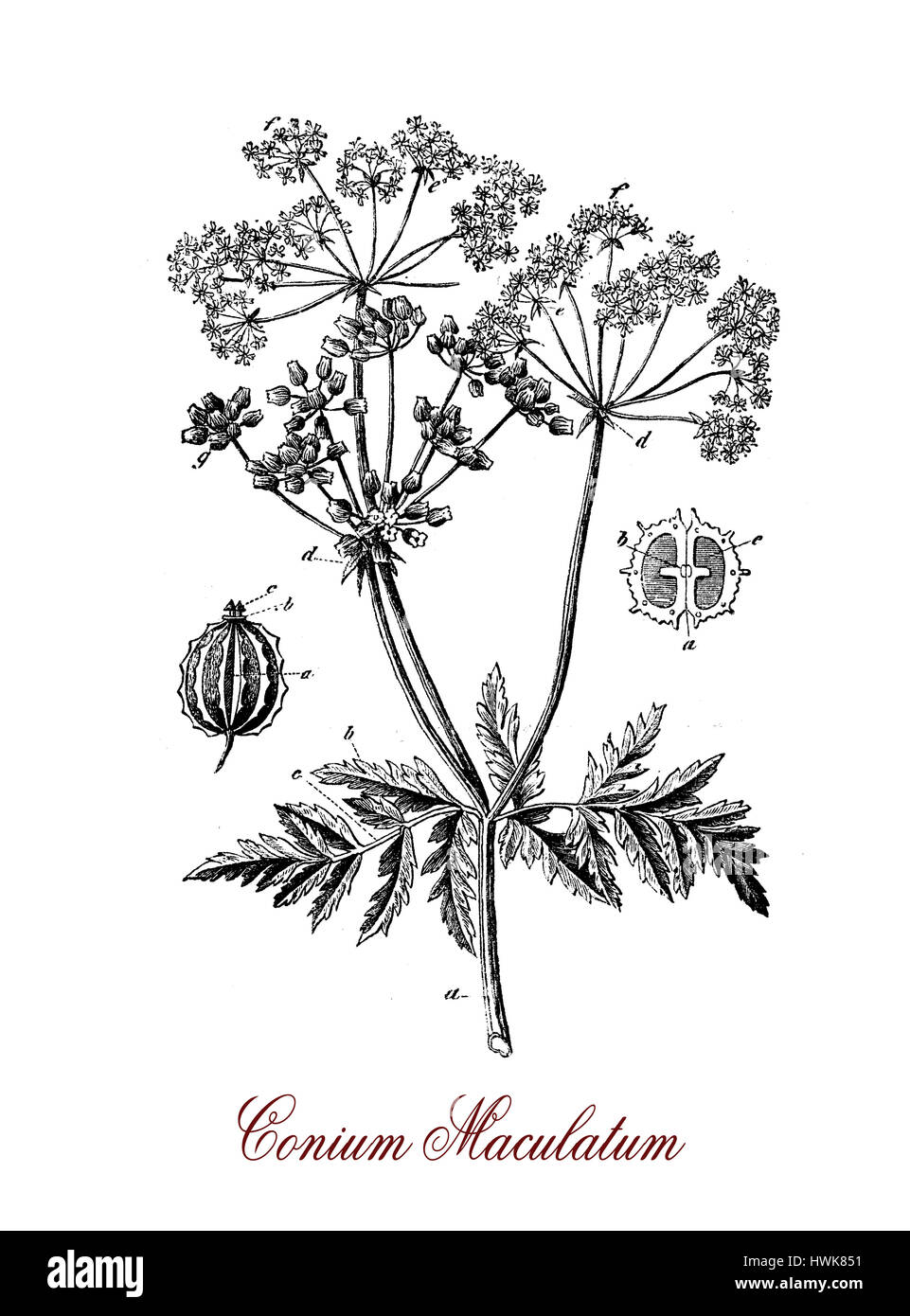 Gravure de vintage de pruches, d'un poison plante herbacée avec de petites fleurs en grappes blanches, ses toxines coniine est similaire au curare Banque D'Images