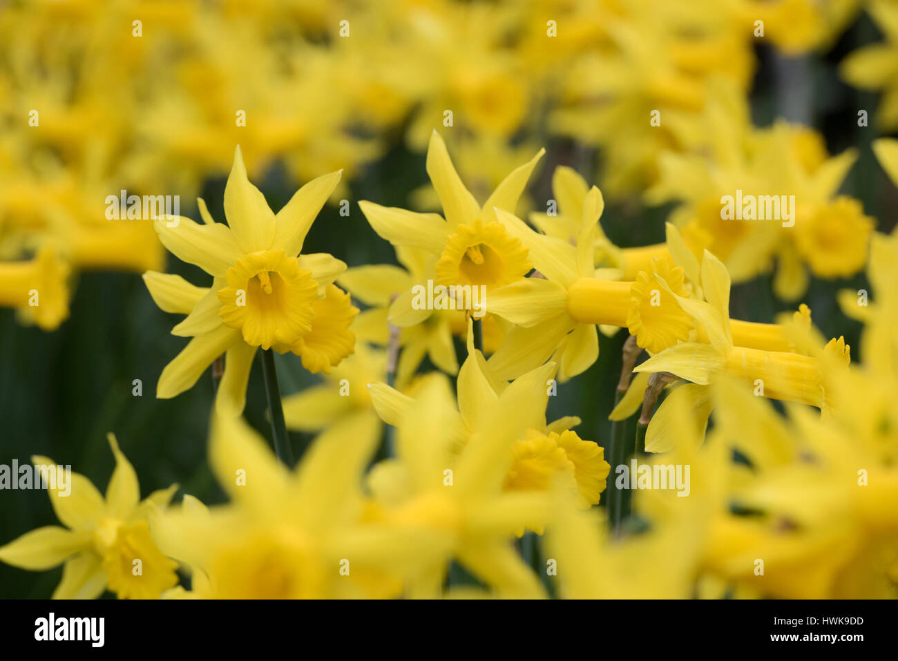 Narcissus 'Voyeur'. Les jonquilles dans une fleur frontière en mars. UK Banque D'Images