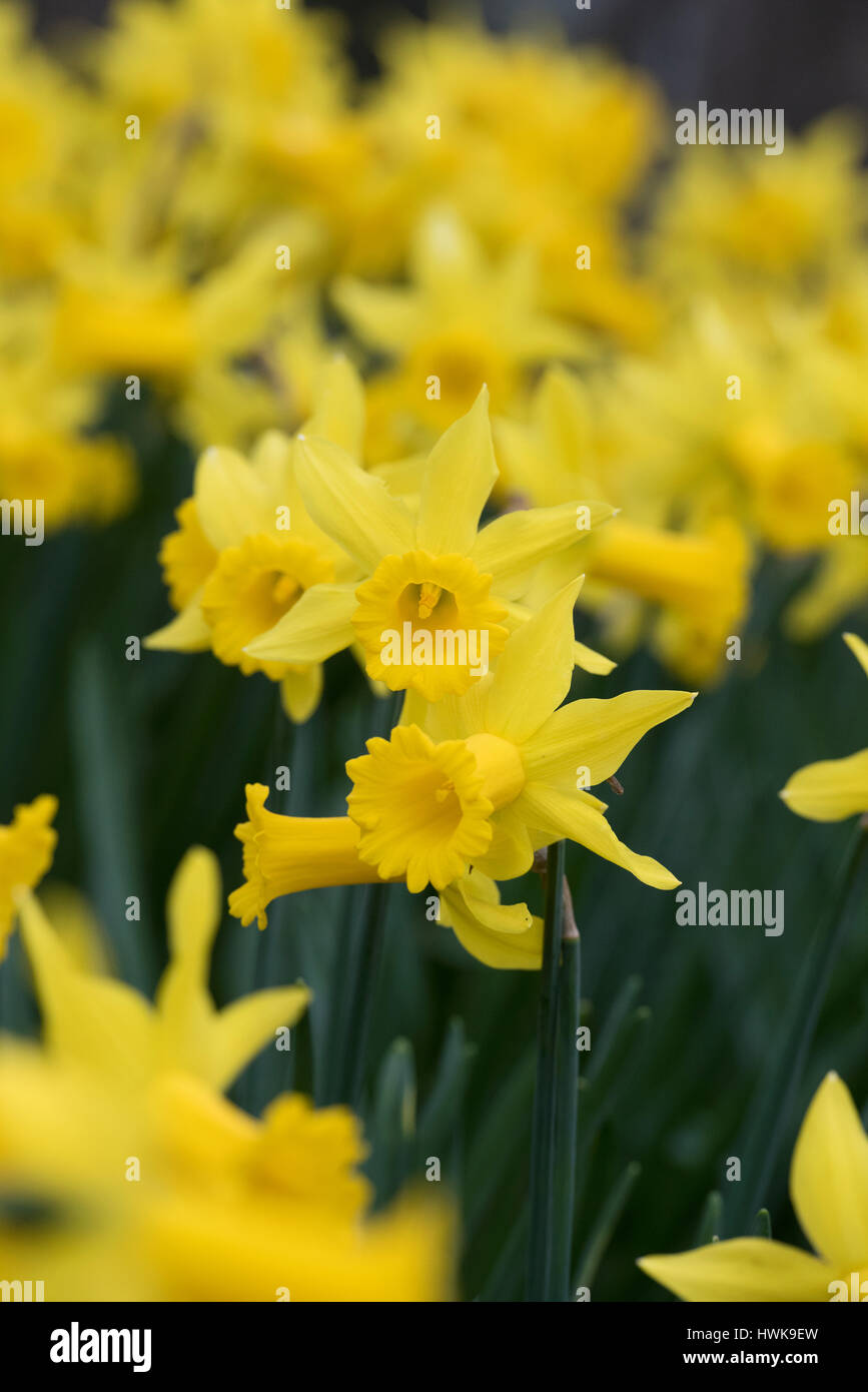 Narcissus 'Voyeur'. Les jonquilles dans une fleur frontière en mars. UK Banque D'Images