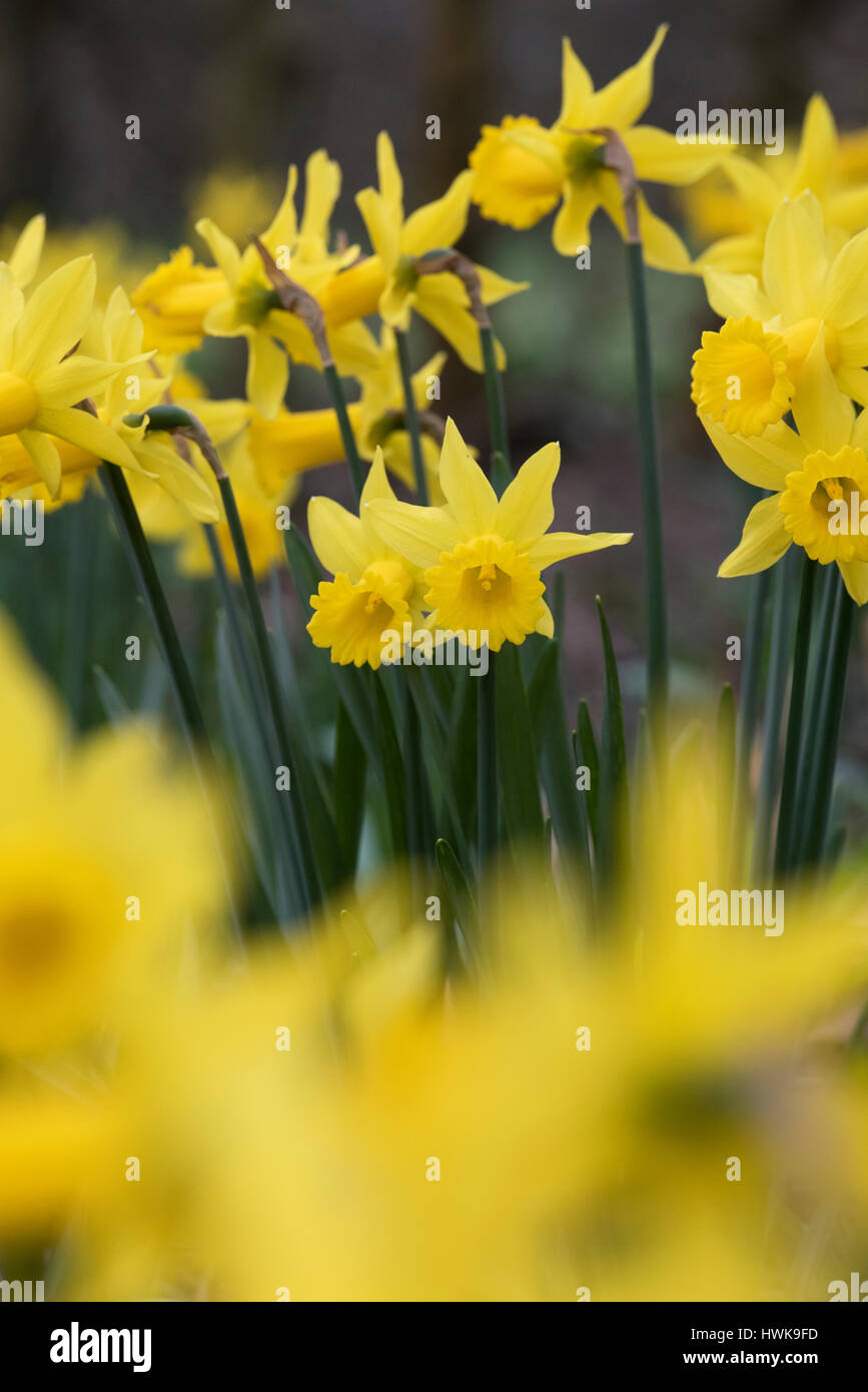 Narcissus 'Voyeur'. Les jonquilles dans une fleur frontière en mars. UK Banque D'Images