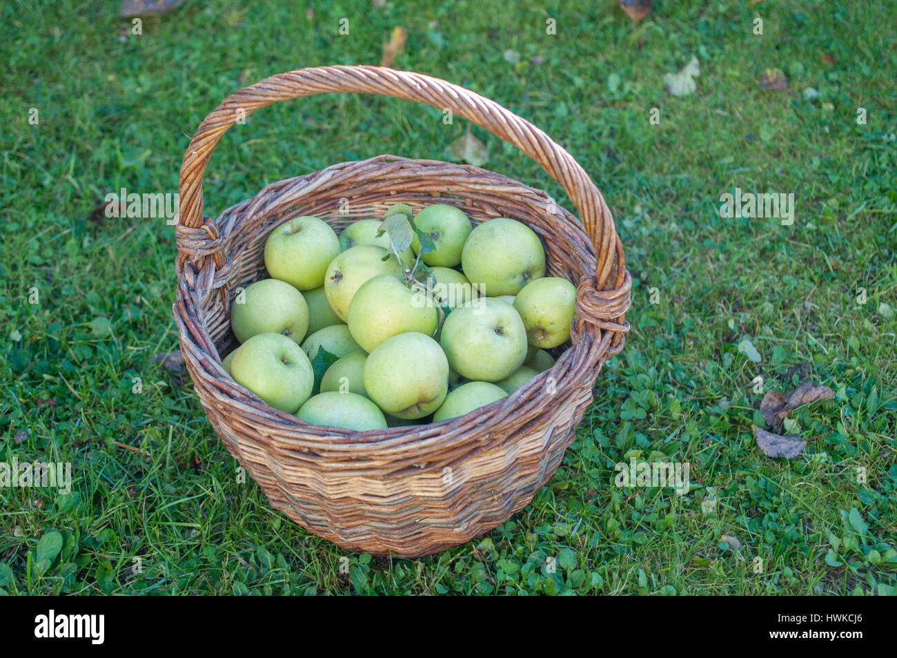 Apple domestique appelé James Grieve, schwaebisch hall, région Hohenlohe, Bade-Wurtemberg, Allemagne, Heilbronn-Franconia ,, Malus, Banque D'Images