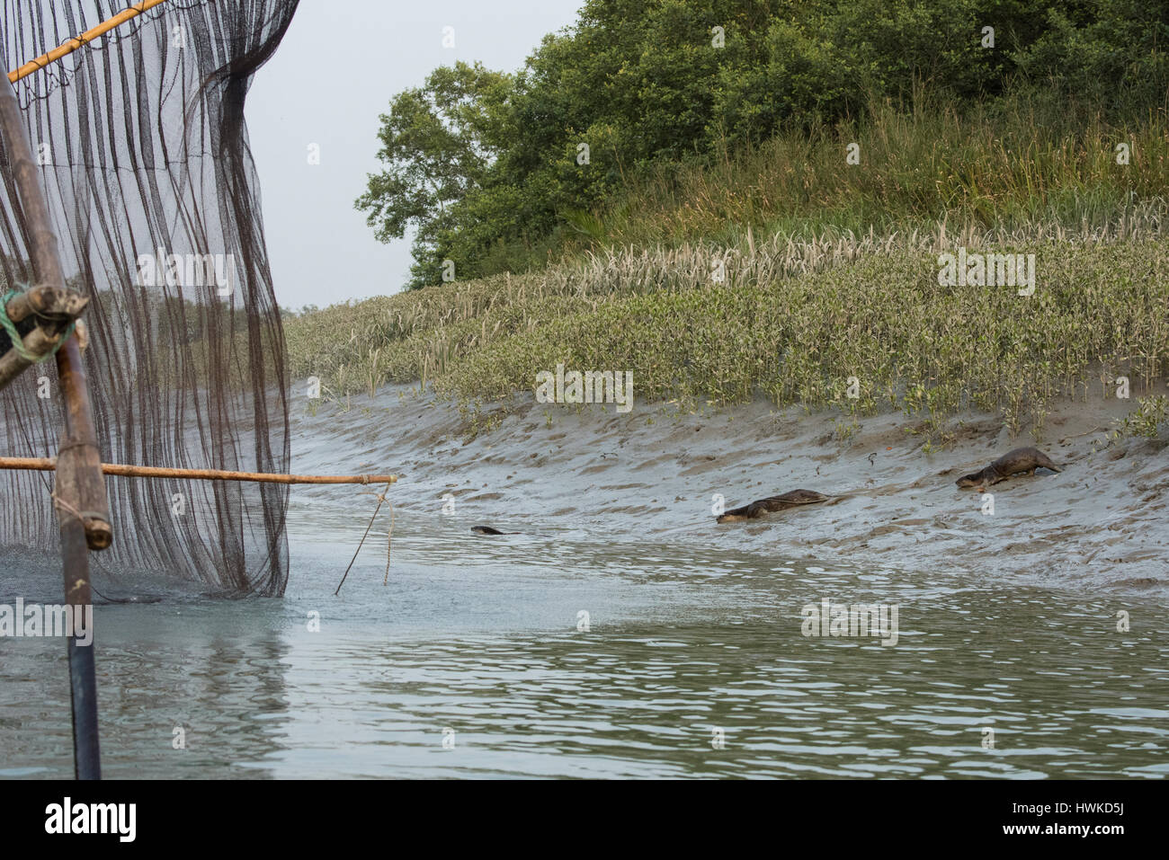 Parc national des Sundarbans, Bangladesh. La pêche traditionnelle à l'aide de la loutre loutre formés. Cette méthode remonte au 6ème siècle AD. La loutre de rivière (Captive : Banque D'Images
