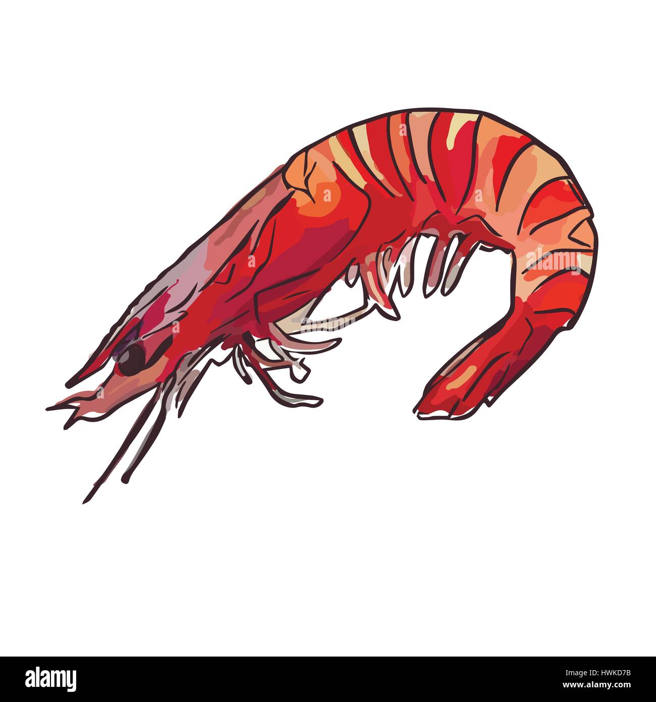 Crevettes crues cuites Illustration de Vecteur Crevettes crues cuites Illustration de Vecteur
