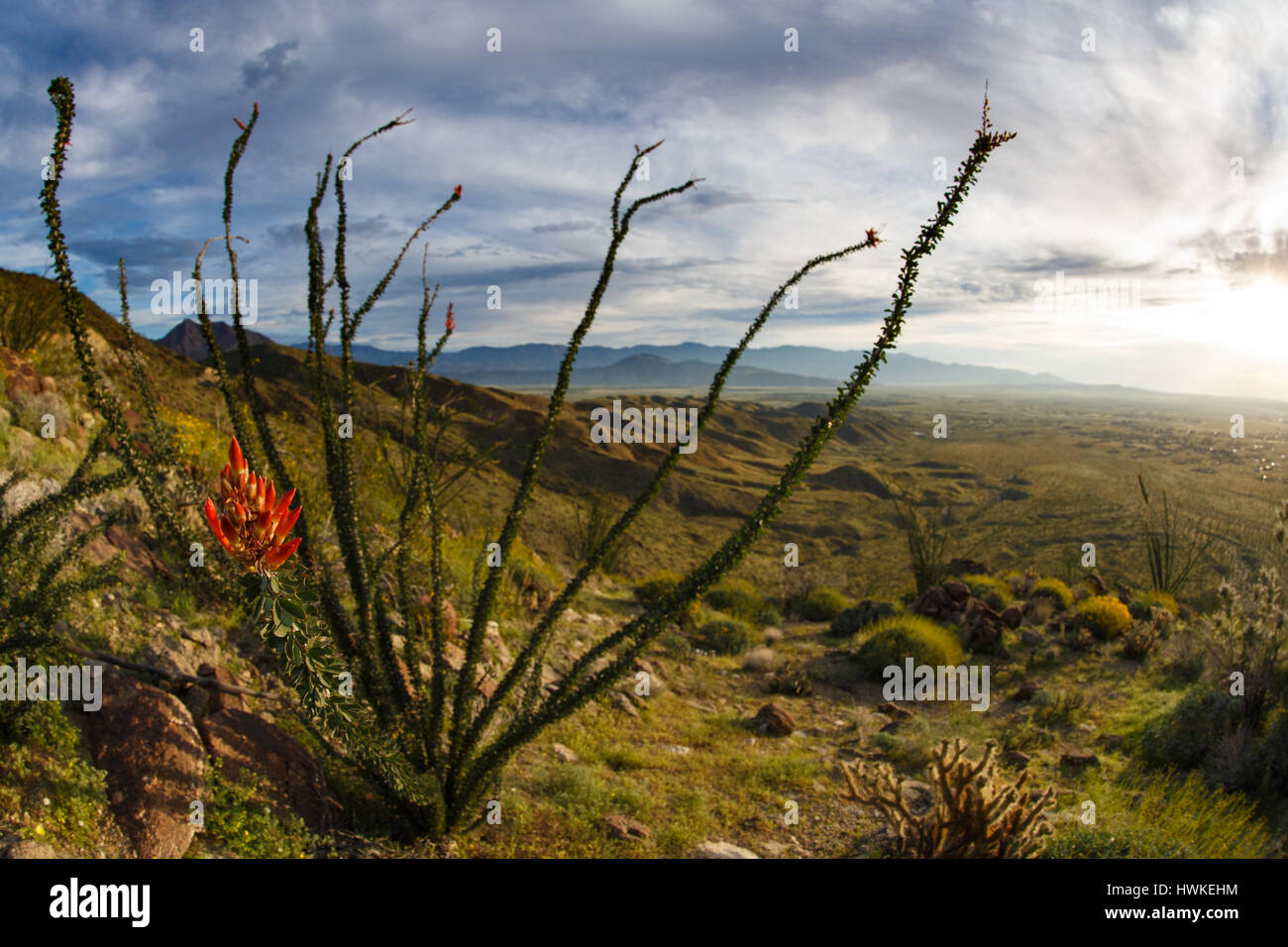 La société (Fouquieria splendens) fleurs et la vue sur la vallée de l'Borrego et Anza-Borrego Desert au lever du soleil. Banque D'Images