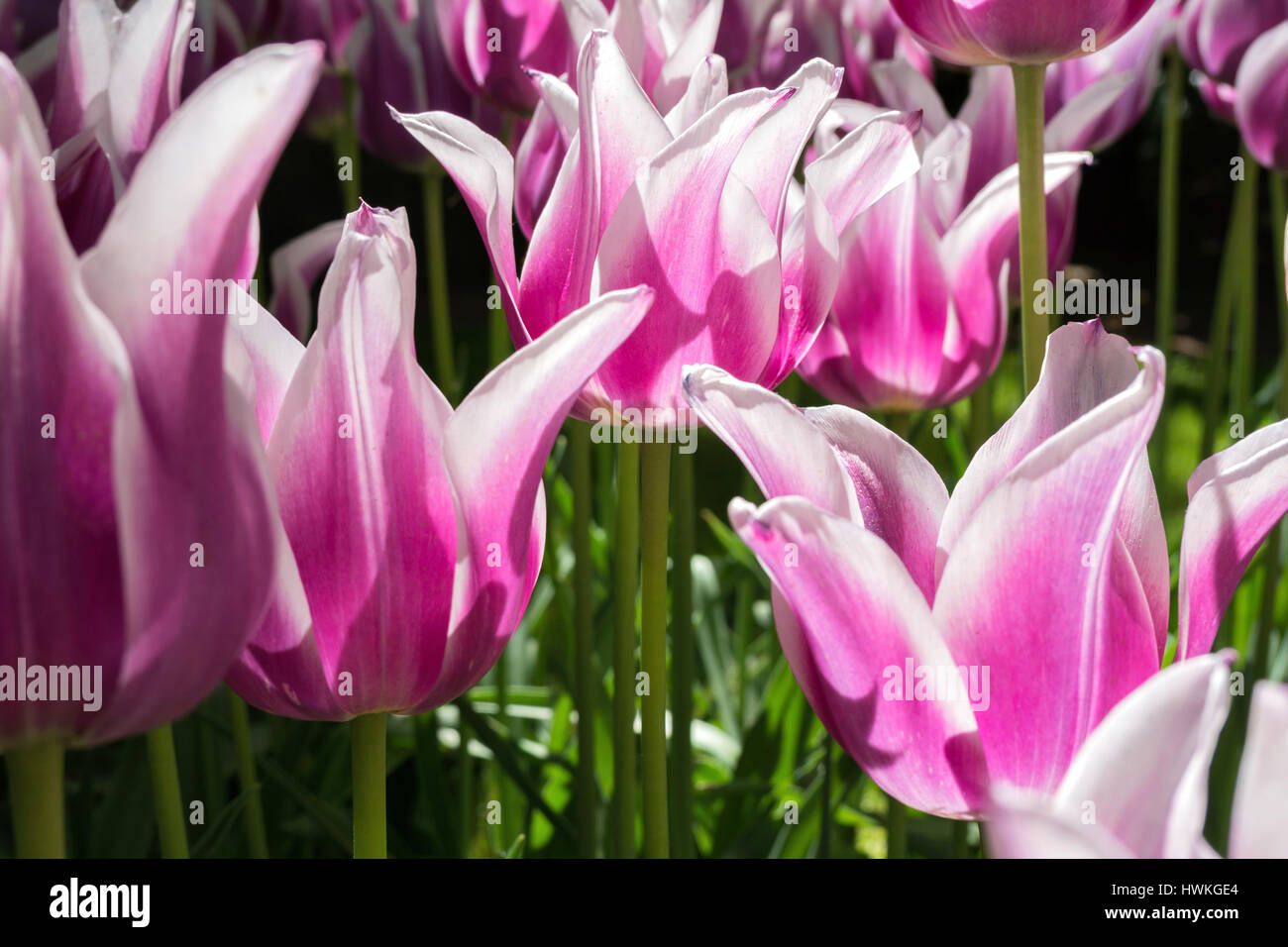 Lily flowered tulip (variété 'Ballade') Banque D'Images