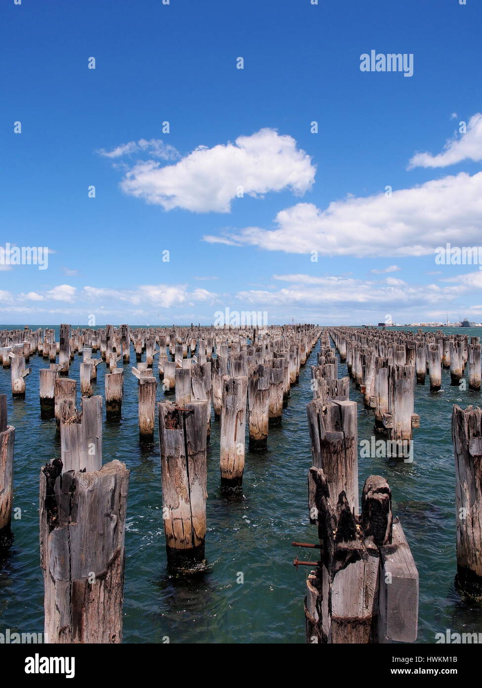 Une variété de vieilles souches dans l'eau de mer de la baie de Port Phillip à la jetée de Princes près de St. Kilda, Port Melbourne, Australie, 2015 Banque D'Images