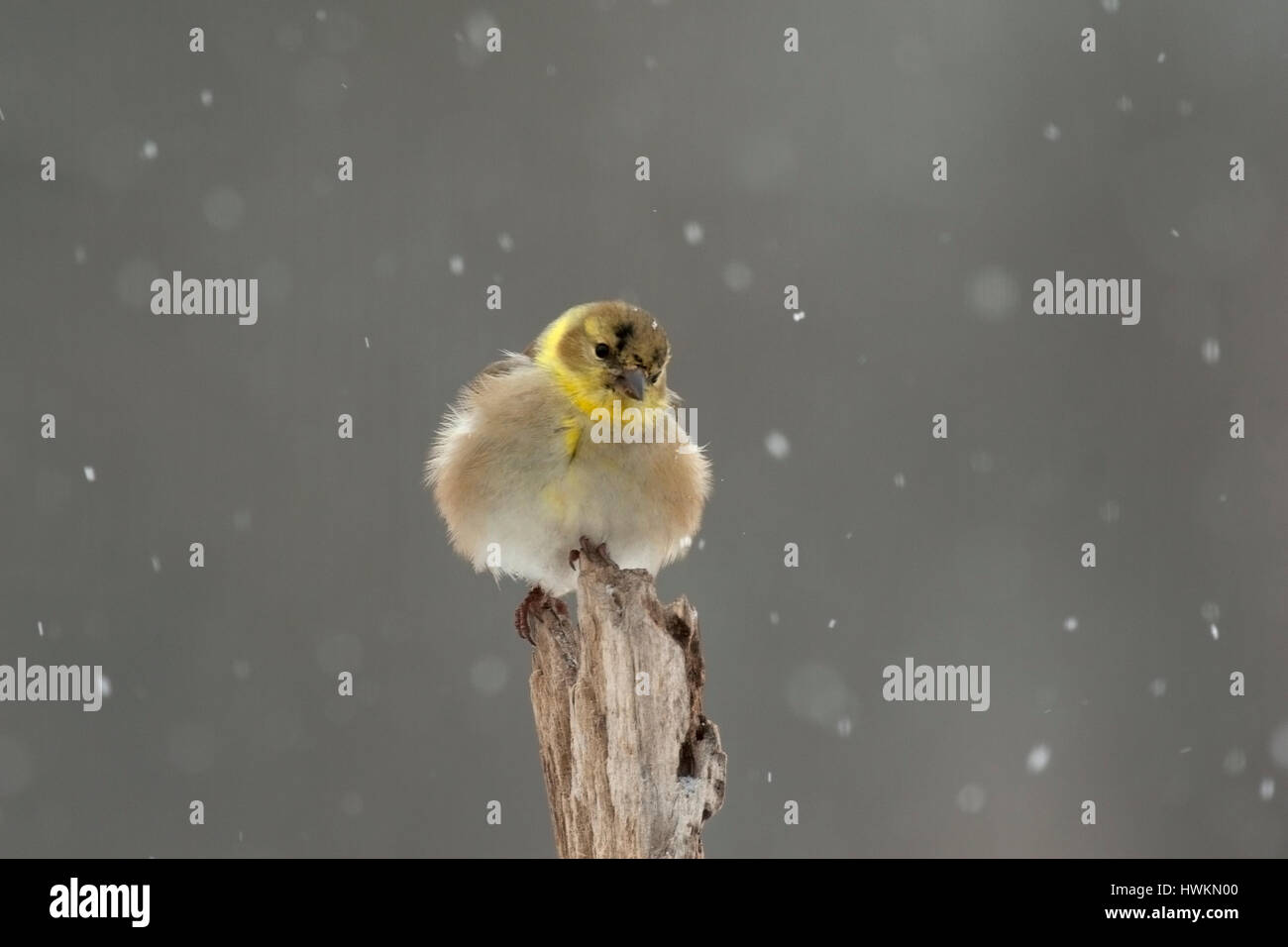 En hiver des oiseaux de basse-cour Banque D'Images