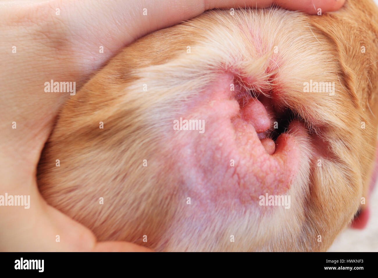 Sur l'allergie chien oreille close-up. Contrôle vétérinaire l'oreille de chien. L'intérieur de l'oreille de chien rouge illing. Banque D'Images