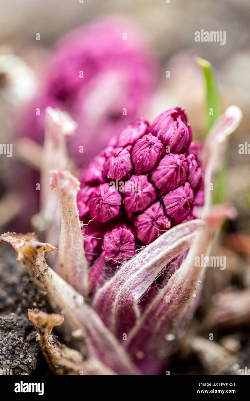 Petasites hybridus, bourgeon Butterbur commun, jeunes plantes de printemps en bourgeonnement Banque D'Images