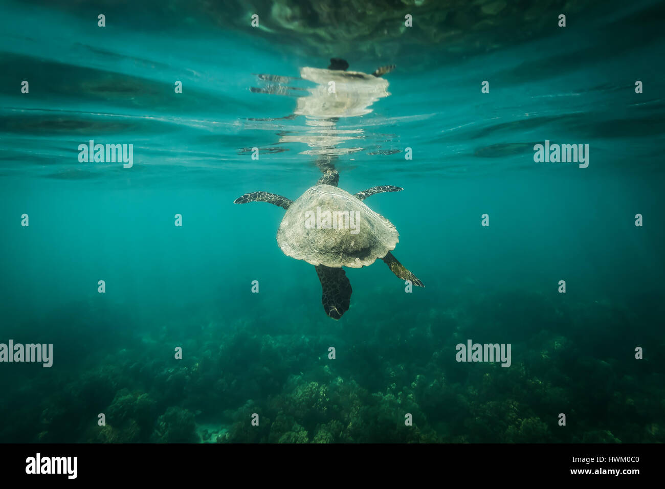 La tortue imbriquée (Eretmochelys imbricata) Banque D'Images