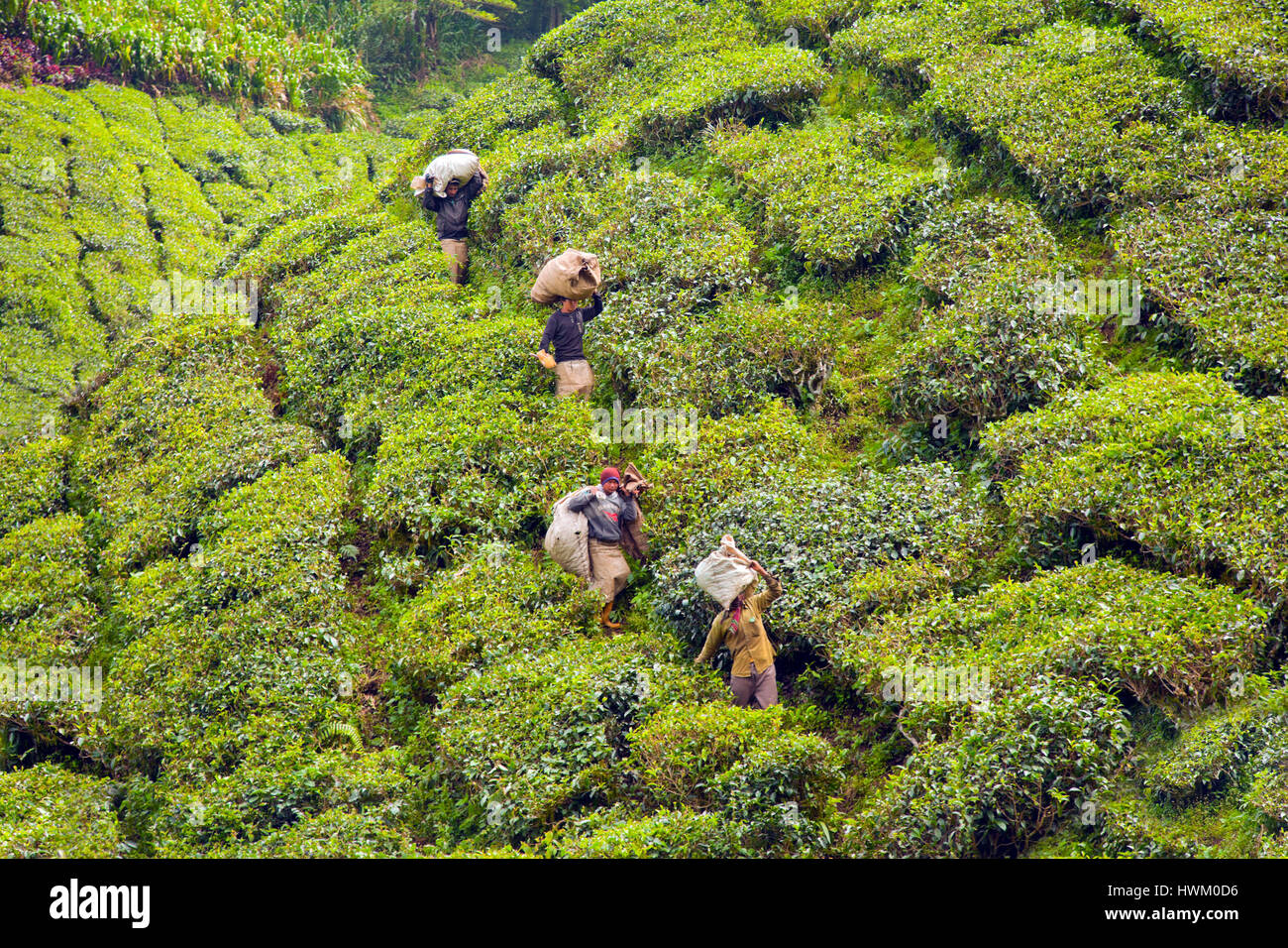 La plantation de thé Boh Cameron Highlands, Malaisie. Les cueilleurs de thé transportant les jours pickings jusqu'à l'usine de traitement Banque D'Images