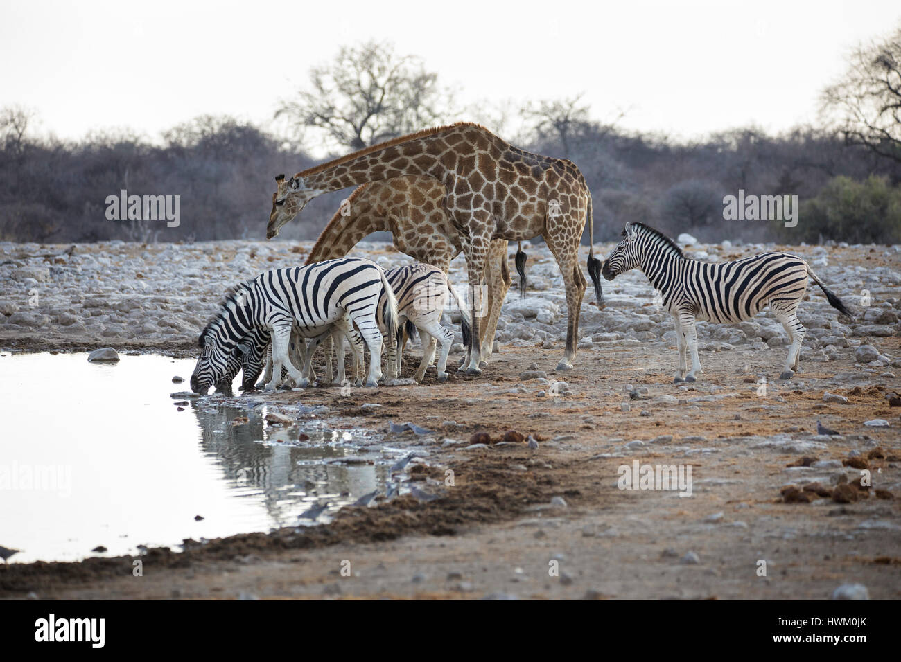 Girafe angolais et le zèbre de Burchell, Klein Namutoni Waterhole, NP d'Etosha, Namibie, par Monika Hrdinova/Dembinsky Assoc Photo Banque D'Images