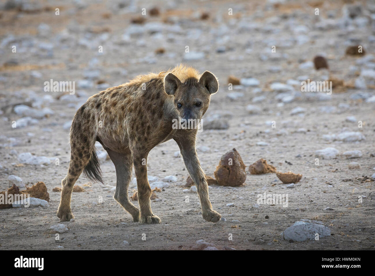 L'hyène tachetée, Crocuta crocuta hyène, rire, Klein Namutoni Waterhole, Etosha National Park, Namibie, par Monika Hrdinova/Dembinsky Assoc Photo Banque D'Images