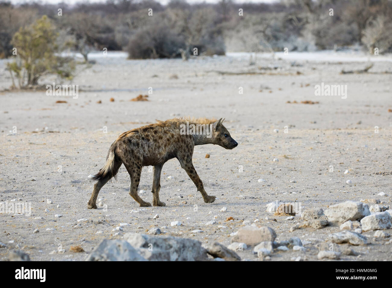 L'hyène tachetée, Crocuta crocuta hyène, rire, Klein Namutoni Waterhole, NP d'Etosha, Namibie, l'Afrique, par Monika Hrdinova/Dembinsky Assoc Photo Banque D'Images