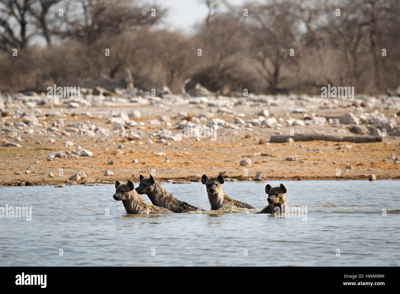 L'hyène tachetée, Crocuta crocuta hyène, rire, Klein Namutoni Waterhole, NP d'Etosha, Namibie, par Monika Hrdinova/Dembinsky Assoc Photo Banque D'Images