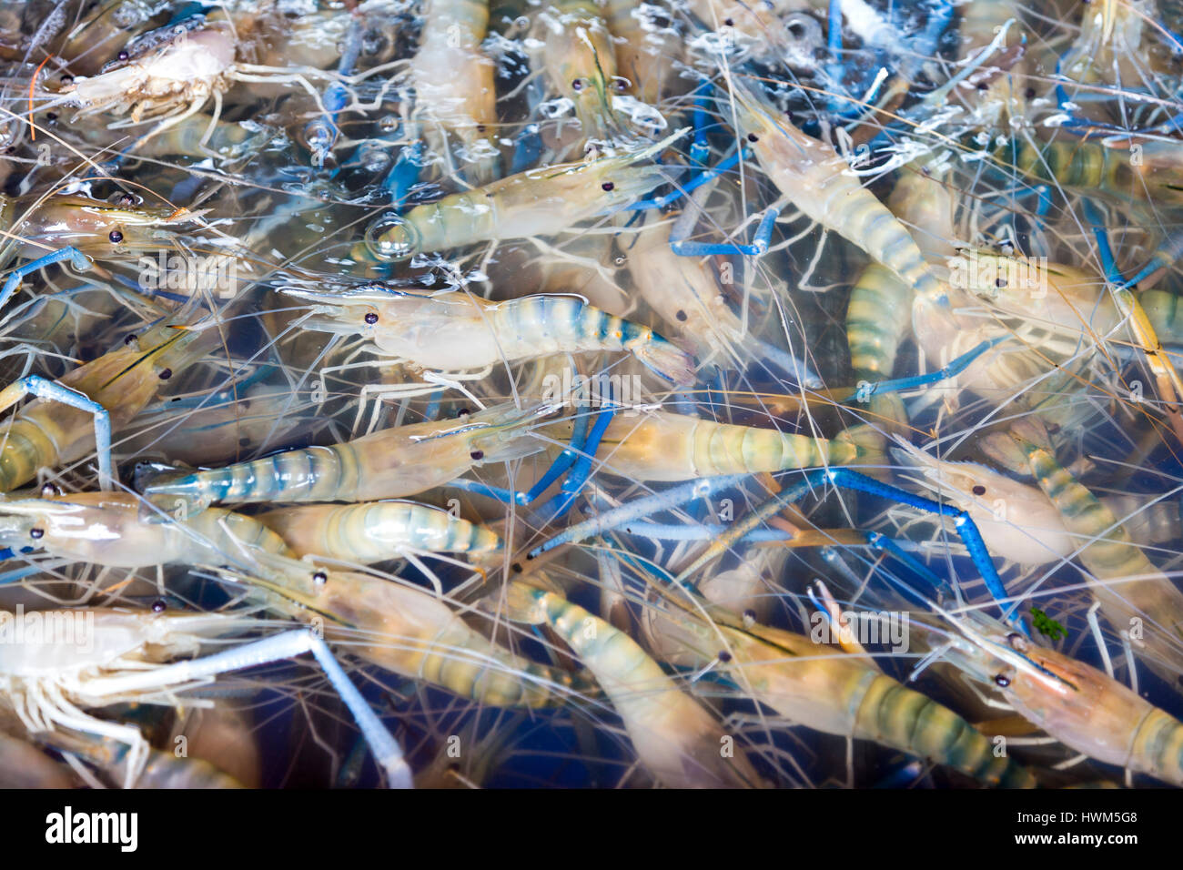 Vivre l'eau douce gambas black tiger dans un réservoir d'eau à un marché, Bangkok, Thaïlande Banque D'Images