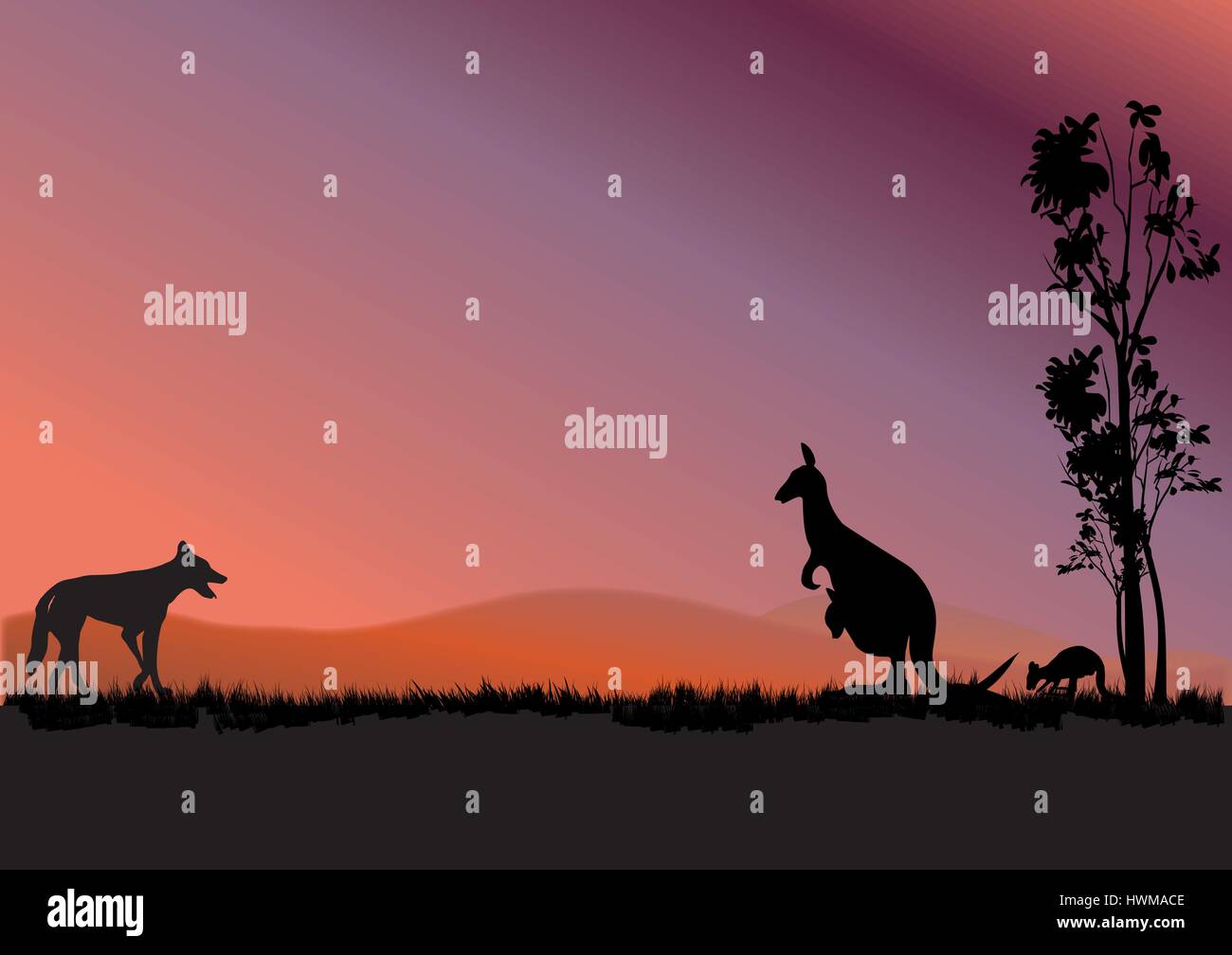 Un dingo kangourous chasse dans le coucher du soleil Illustration de Vecteur