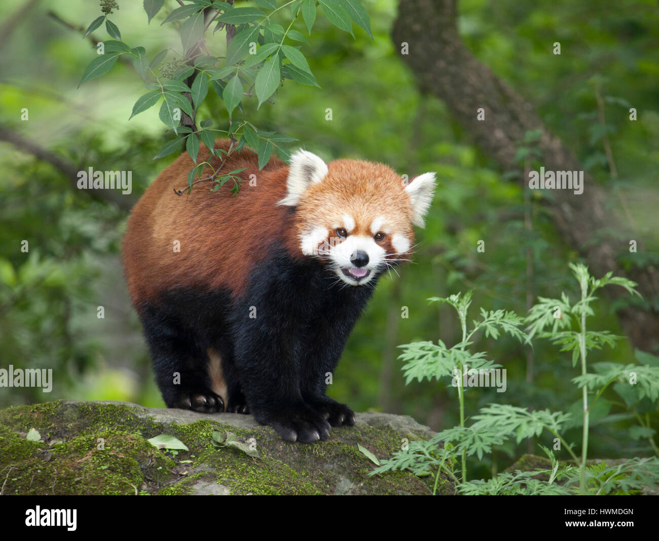 Panda rouge (Ailurus fulgens) debout sur un rocher dans la forêt montagnarde de la réserve naturelle de Wolong, province du Sichuan, Chine Banque D'Images
