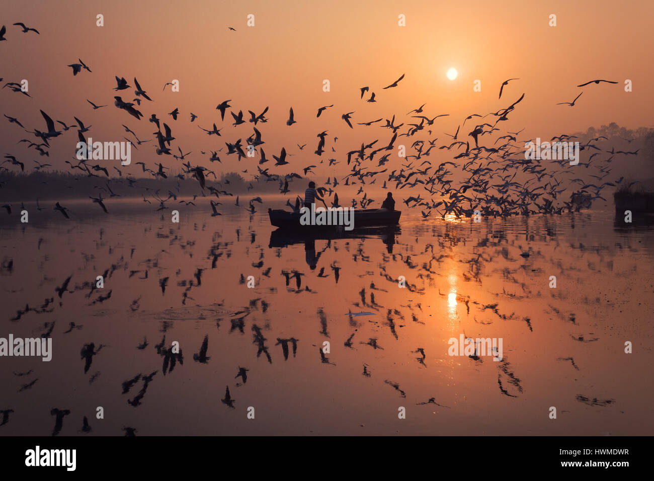 Tôt le matin le lever du soleil d'hiver, scène qu'un bateau est entouré par des milliers d'oiseaux, à savoir Brown Mouettes, près des rives de la rivière Yamuna, New Delhi Banque D'Images
