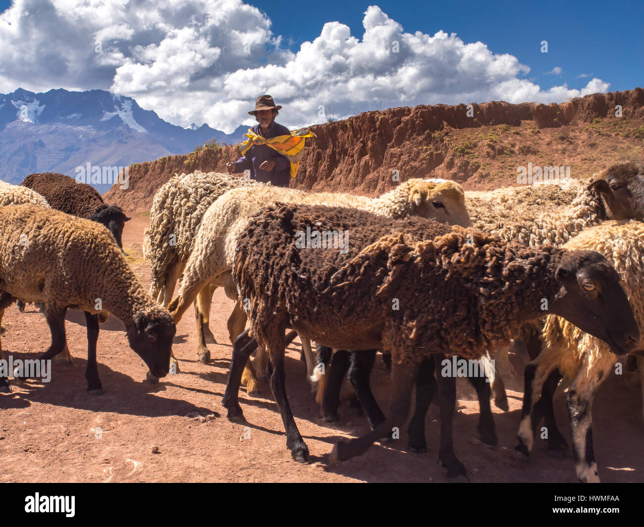 Moray, Pérou - 20 mai 2016 : agriculteur indien péruvien avec ses moutons dans la Vallée Sacrée Banque D'Images