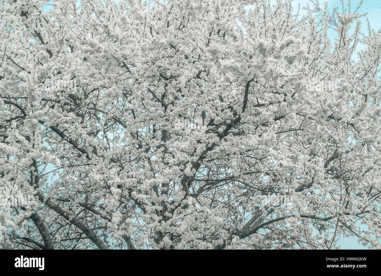 La vernal des branches d'arbre plein de fleurs blanches. Un signe tangible de l'arrivée du printemps. Banque D'Images