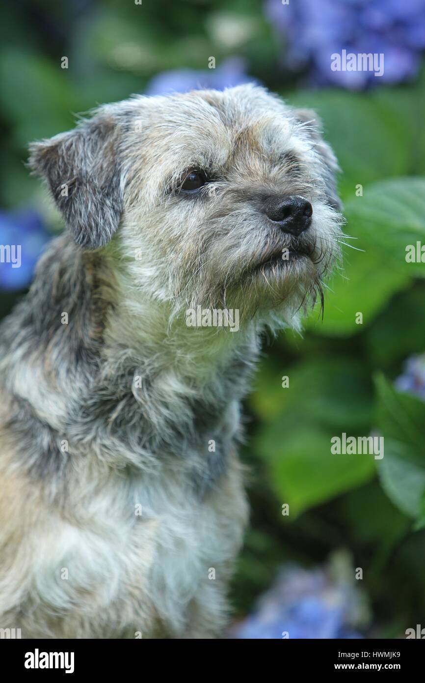 Border Terrier Portrait Banque D'Images
