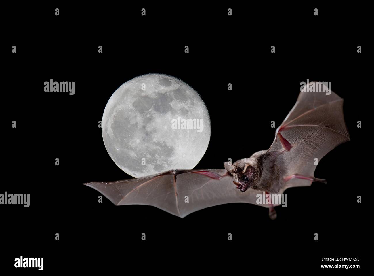Chauve-souris à queue courte Banque D'Images