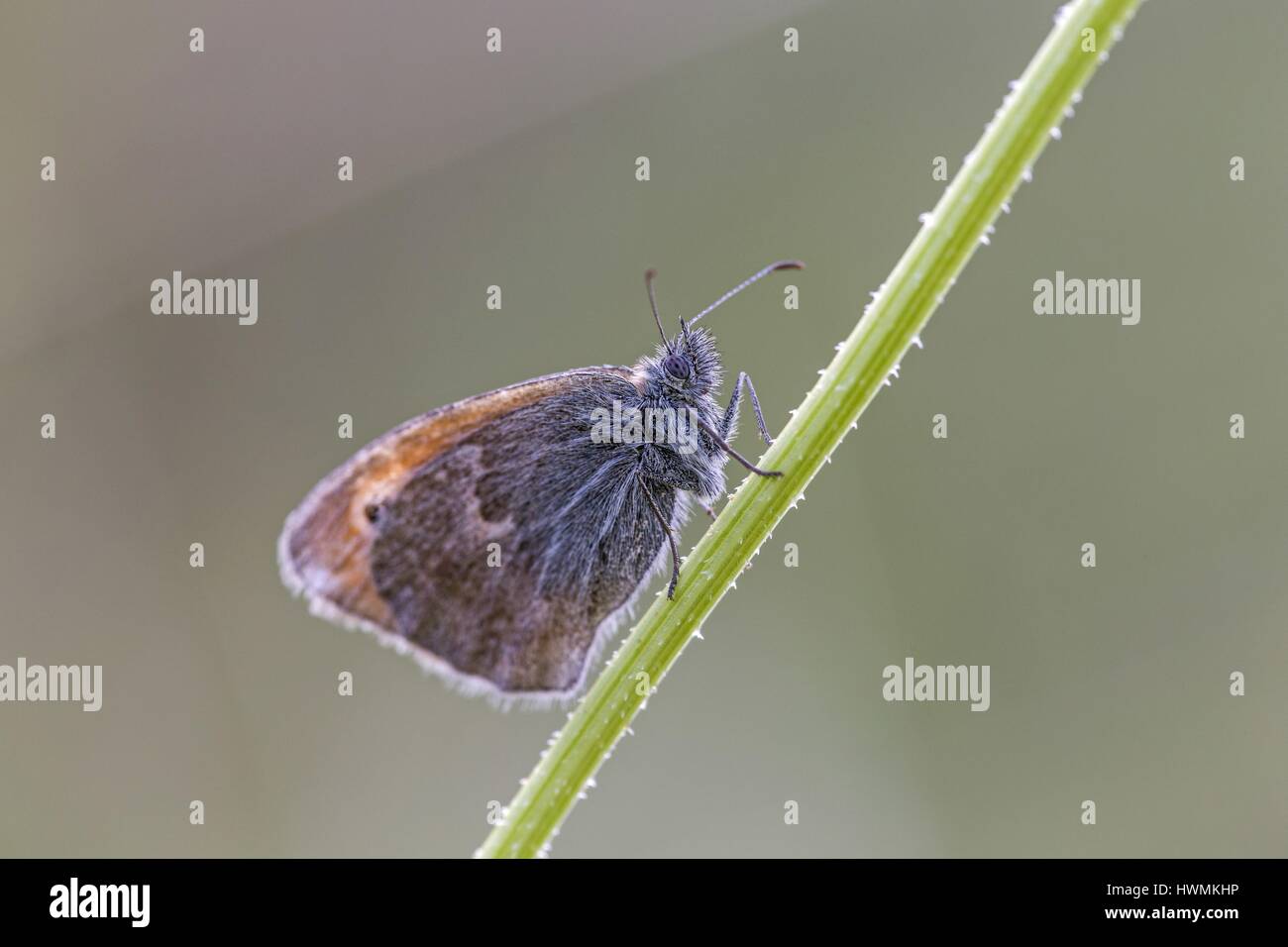 Papillon Small Heath Banque D'Images