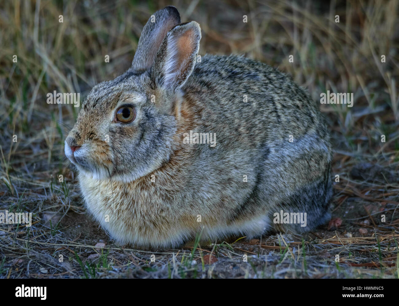 Gros plan, portrait d'un lapin à queue blanche dans le domaine de la faune, prairie.. le printemps dans le Wyoming, USA Banque D'Images