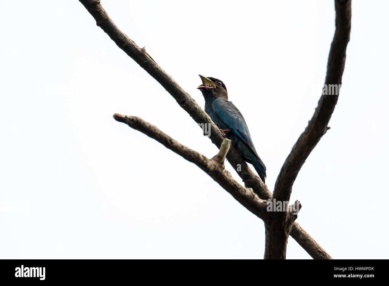 (Eurystomus orientalis Oriental Dollarbird) lutte avec 1/15 charançon Banque D'Images