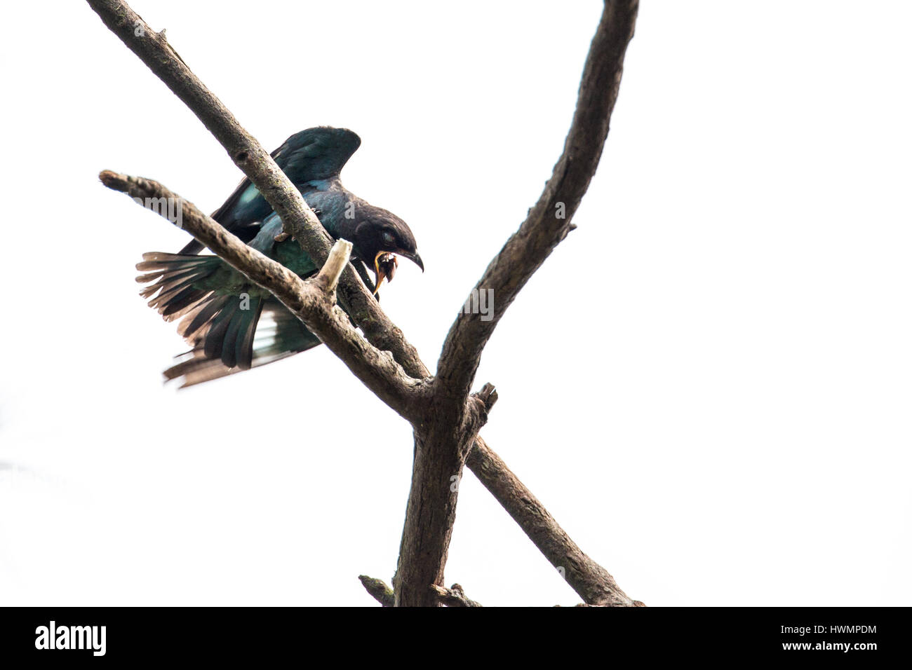 (Eurystomus orientalis Oriental Dollarbird) charançon de la lutte avec 9/15 Banque D'Images