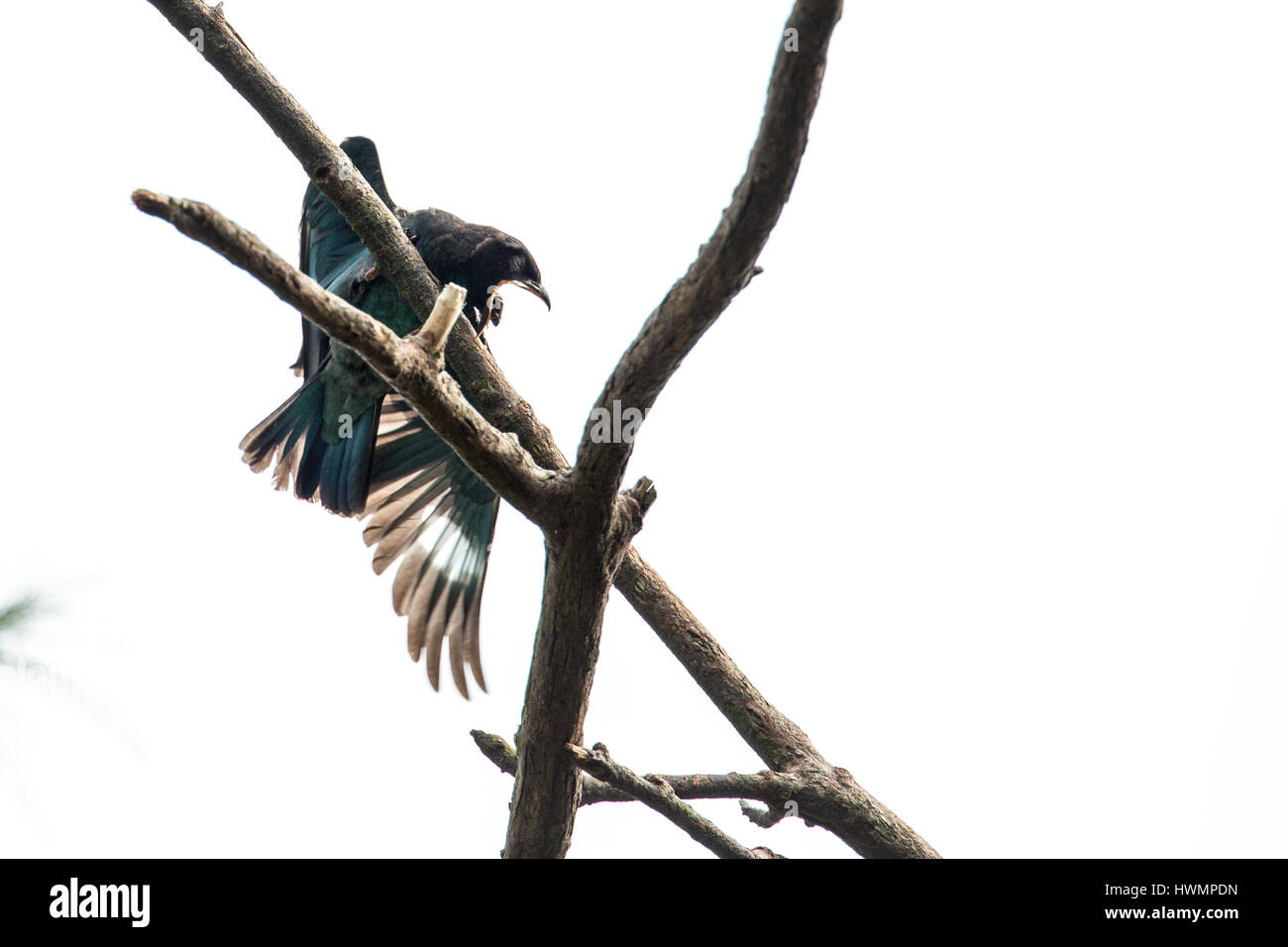 (Eurystomus orientalis Oriental Dollarbird) lutte avec 6/15 charançon Banque D'Images