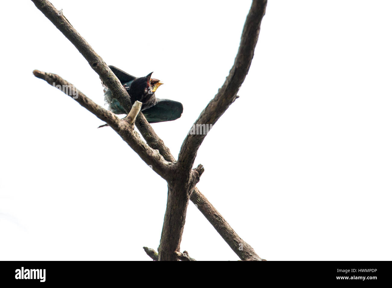 (Eurystomus orientalis Oriental Dollarbird) lutte avec 8/15 charançon Banque D'Images