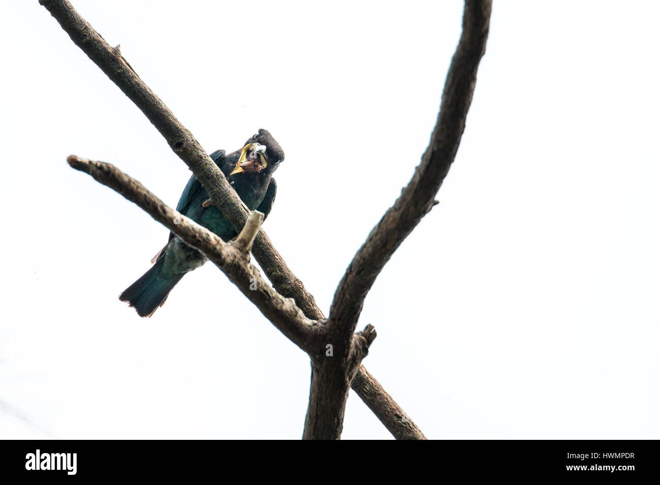 (Eurystomus orientalis Oriental Dollarbird) lutte avec 7/15 charançon Banque D'Images