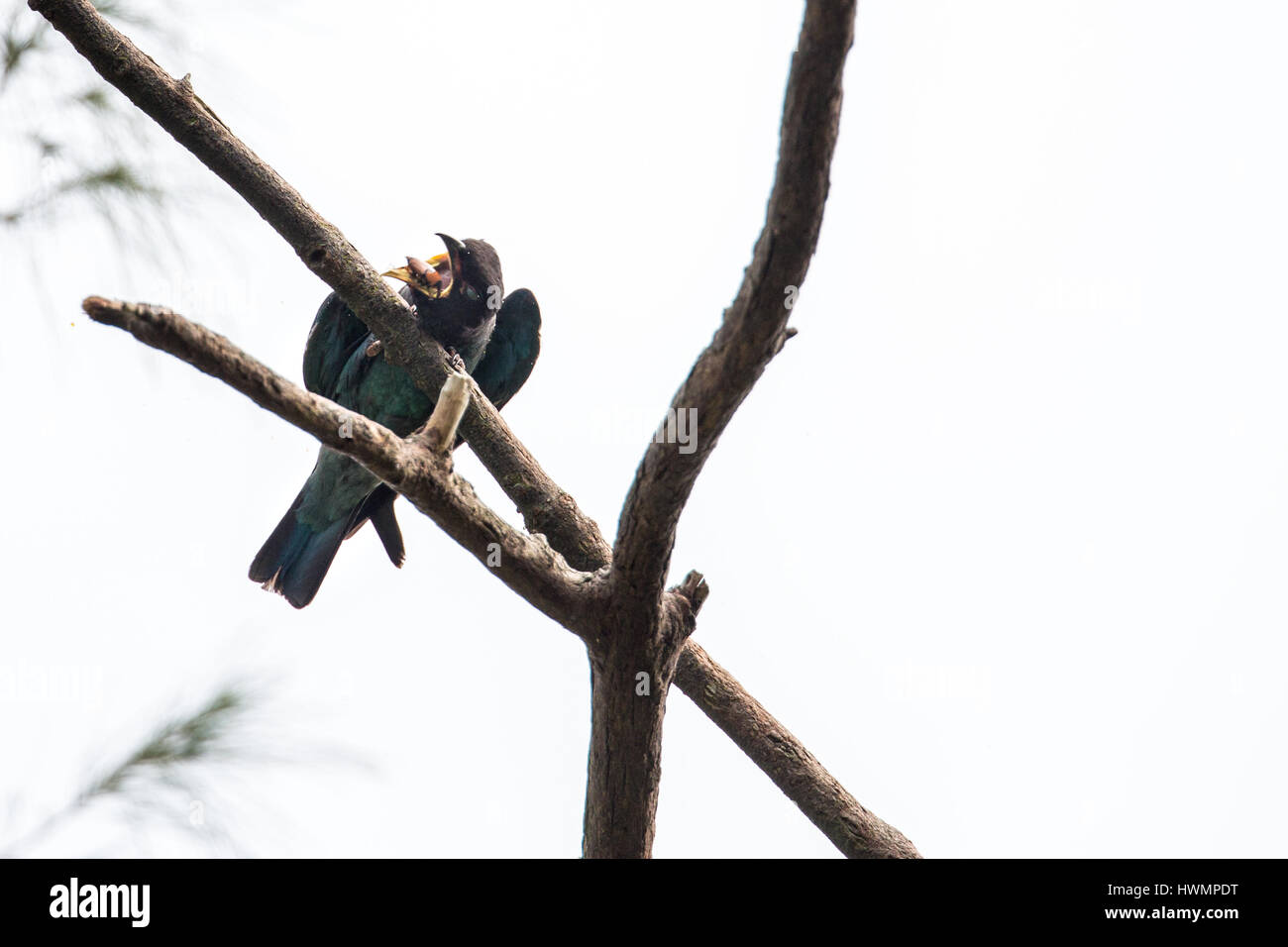 (Eurystomus orientalis Oriental Dollarbird) lutte avec 3/15 charançon Banque D'Images