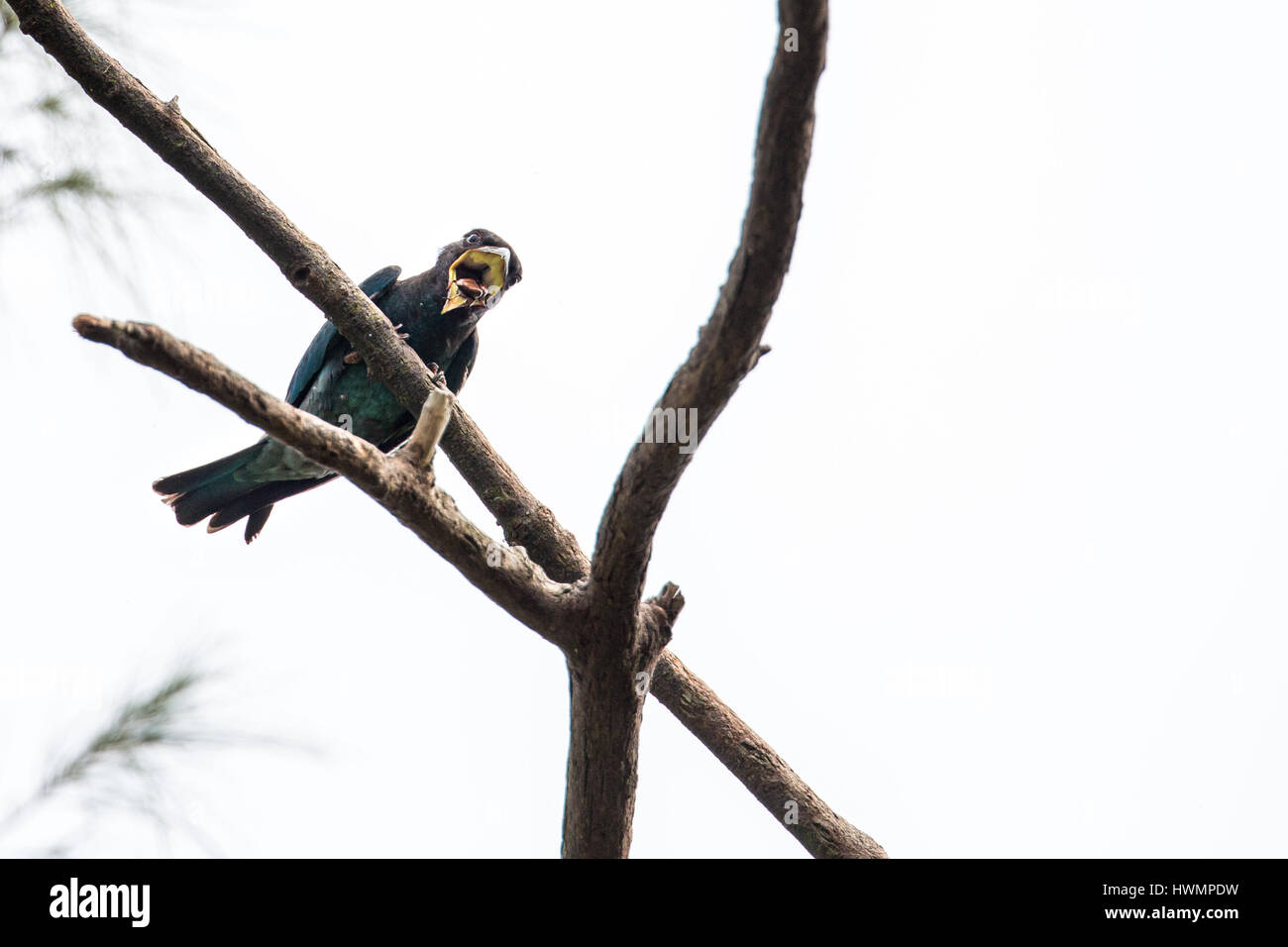 (Eurystomus orientalis Oriental Dollarbird) charançon de la lutte avec 4/15 Banque D'Images