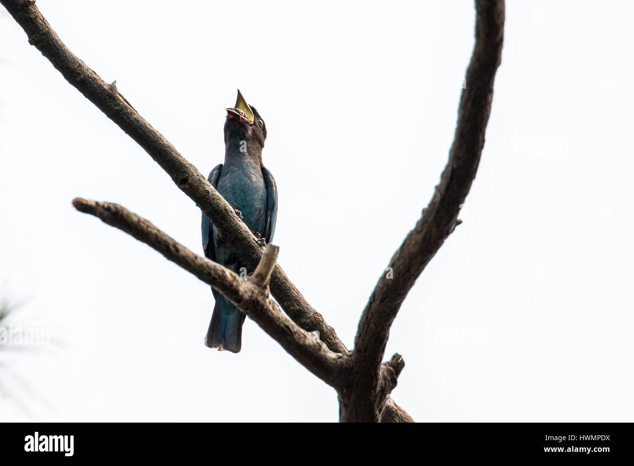(Eurystomus orientalis Oriental Dollarbird) charançon de la lutte avec 5//15 Banque D'Images