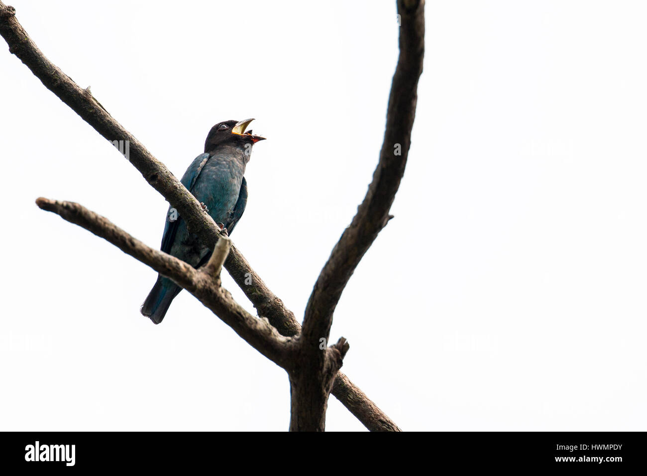 (Eurystomus orientalis Oriental Dollarbird) lutte avec 2/15 charançon Banque D'Images
