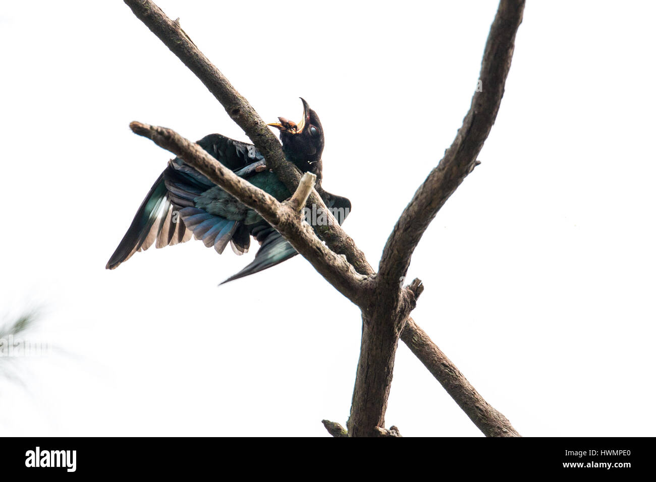 (Eurystomus orientalis Oriental Dollarbird) charançon 10/15 lutte avec Banque D'Images