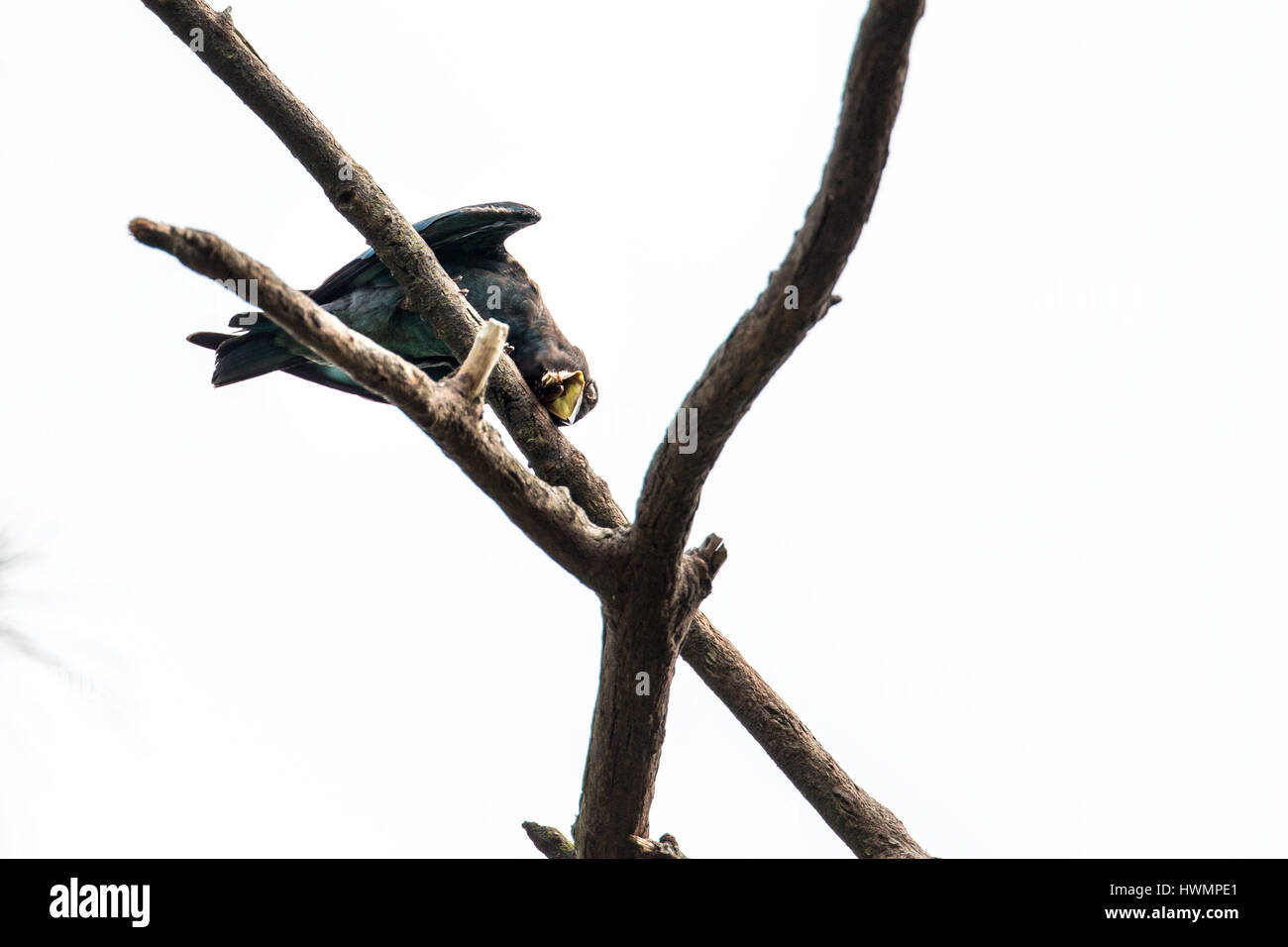 (Eurystomus orientalis Oriental Dollarbird) charançon de la lutte avec 11//15 Banque D'Images