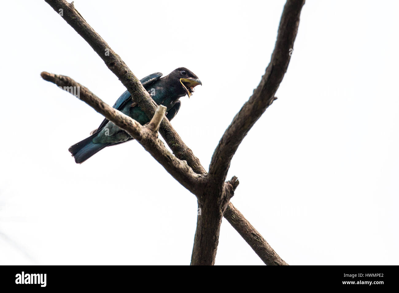 (Eurystomus orientalis Oriental Dollarbird) charançon de la lutte avec 12//15 Banque D'Images