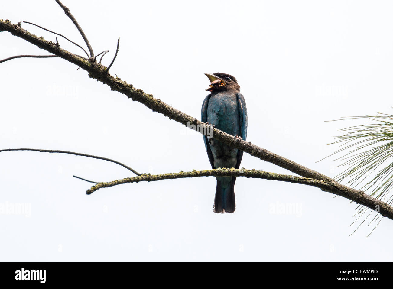 (Eurystomus orientalis Oriental Dollarbird) charançon de la lutte avec 15/15 Banque D'Images